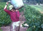 vaucluse luberon sorgue